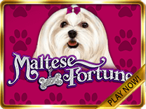 maltese fortune game icon
